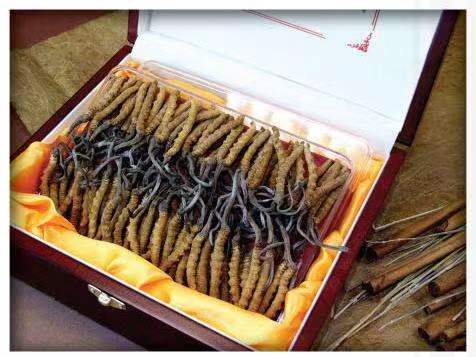 崖州冬虫夏草回收